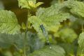 2007-06-03 01 GARTEN
