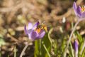 2008-02-24-11-Fruehlingsboten
