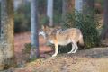 2008-10-24-02-NP-Bayerischer-Wald