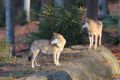 2008-10-24-12-NP-Bayerischer-Wald