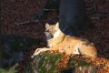 2008-10-24-19-NP-Bayerischer-Wald