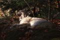 2008-10-24-31-NP-Bayerischer-Wald