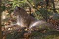 2008-10-24-34-NP-Bayerischer-Wald