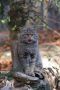 2008-10-24-42-NP-Bayerischer-Wald