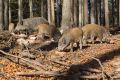 2008-10-24-52-NP-Bayerischer-Wald