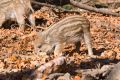 2008-10-24-55-NP-Bayerischer-Wald