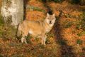 2008-10-25-40-NP-Bayerischer-Wald