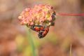 2009-04-17 012 EXTREMADURA