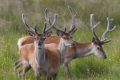 20140709 SCHOTTLAND 10-20-54 015