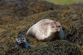 20140710 SCHOTTLAND 10-02-05 009