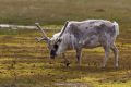 20150702 SVALBARD 17-52-14 38