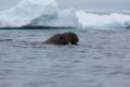 20150706 SVALBARD 23-11-13 33