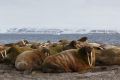 20150708 SVALBARD 22-59-10 133