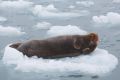 20150712 SVALBARD 21-36-41 62