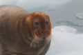 20150712 SVALBARD 21-49-04 68