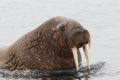 20150713 SVALBARD 05-34-06 06