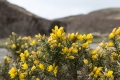 Ardnamurchan, Schottland Ardnamurchan, Schottland
