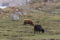 Ardnamurchan, Schottland Ardnamurchan, Schottland