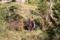 2008-10-24-59-NP-Bayerischer-Wald