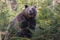 2008-10-24-61-NP-Bayerischer-Wald