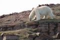 20150711 SVALBARD 12-16-18 31
