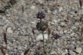 2006-04-25-20-usa-reise-death-valley-tour 2006-04-25-20-usa-reise-death-valley-tour