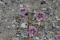 2006-04-25-41-usa-reise-death-valley-tour 2006-04-25-41-usa-reise-death-valley-tour