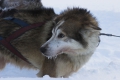Husky-express Husky-express