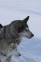 Husky-express Husky-express
