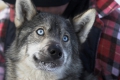 Husky-express Husky-express