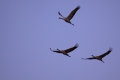 2009-02-04-005-laguna-de-gallocanta
