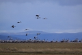 2009-02-05-030-laguna-de-gallocanta