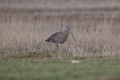 2009-02-06-022-laguna-de-gallocanta