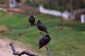 2009-04-14-001-extremadura