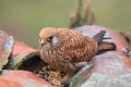 2009-04-14-006-extremadura