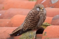 2009-04-14-018-extremadura