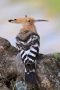 2009-04-15-007-extremadura