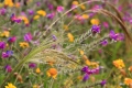 2009-04-19-001-extremadura