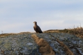 2011-02-27-051-norwegen