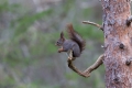 2011-03-02-033-norwegen