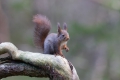 2011-03-02-041-norwegen