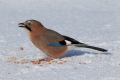 2011-03-03-008-norwegen