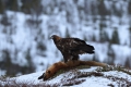 2011-03-03-011-norwegen