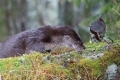 2011-03-04-003-norwegen