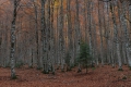 2011-11-02-pyrenees-032 2011-11-02-pyrenees-032