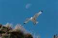 Schottland Juli 2014