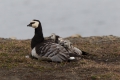 20150702 Svalbard 06-41-19 05