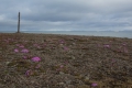 20150702 Svalbard 07-00-06 10