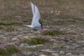 20150702 Svalbard 07-36-26 17