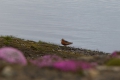 20150702 Svalbard 07-43-32 18